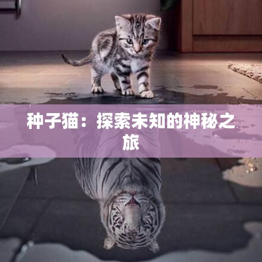 种子猫：探索未知的神秘之旅