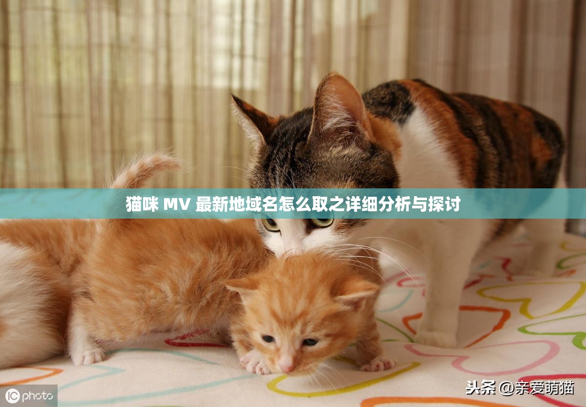 猫咪 MV 最新地域名怎么取之详细分析与探讨