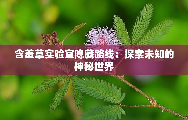含羞草实验室隐藏路线：探索未知的神秘世界