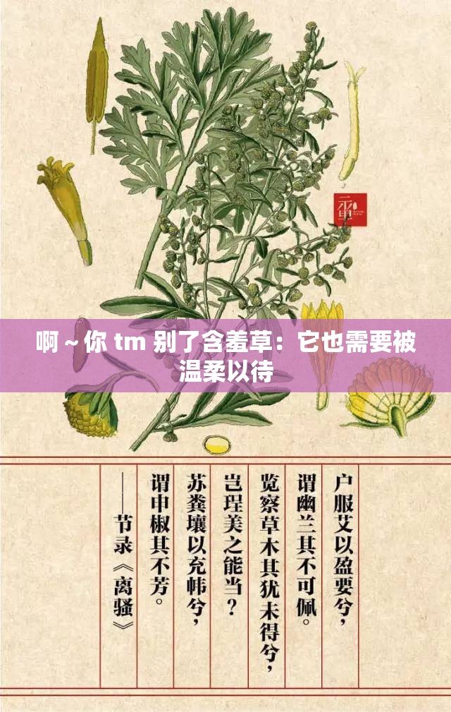 啊～你 tm 别了含羞草：它也需要被温柔以待