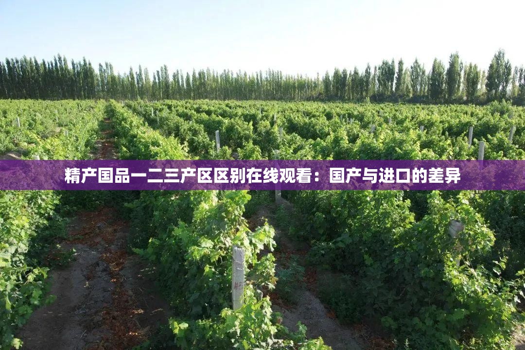 精产国品一二三产区区别在线观看：国产与进口的差异