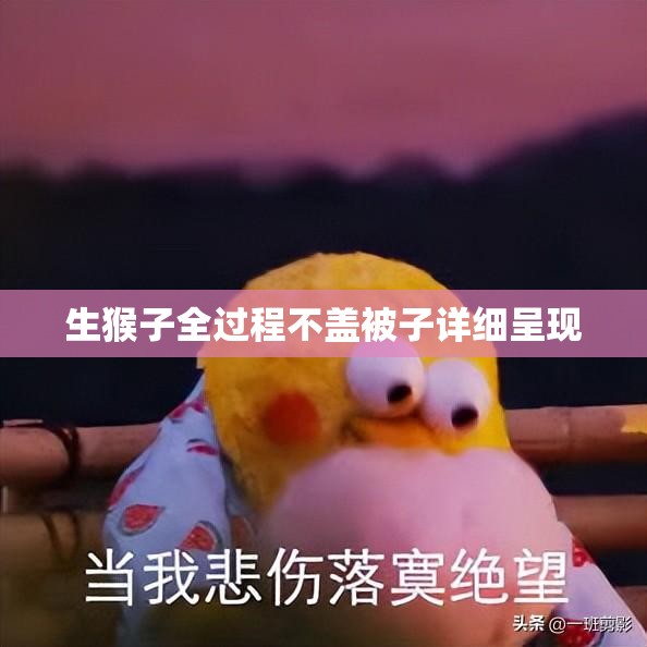 生猴子全过程不盖被子详细呈现