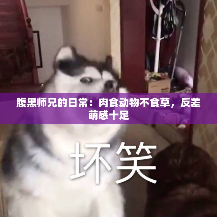 腹黑师兄的日常：肉食动物不食草，反差萌感十足