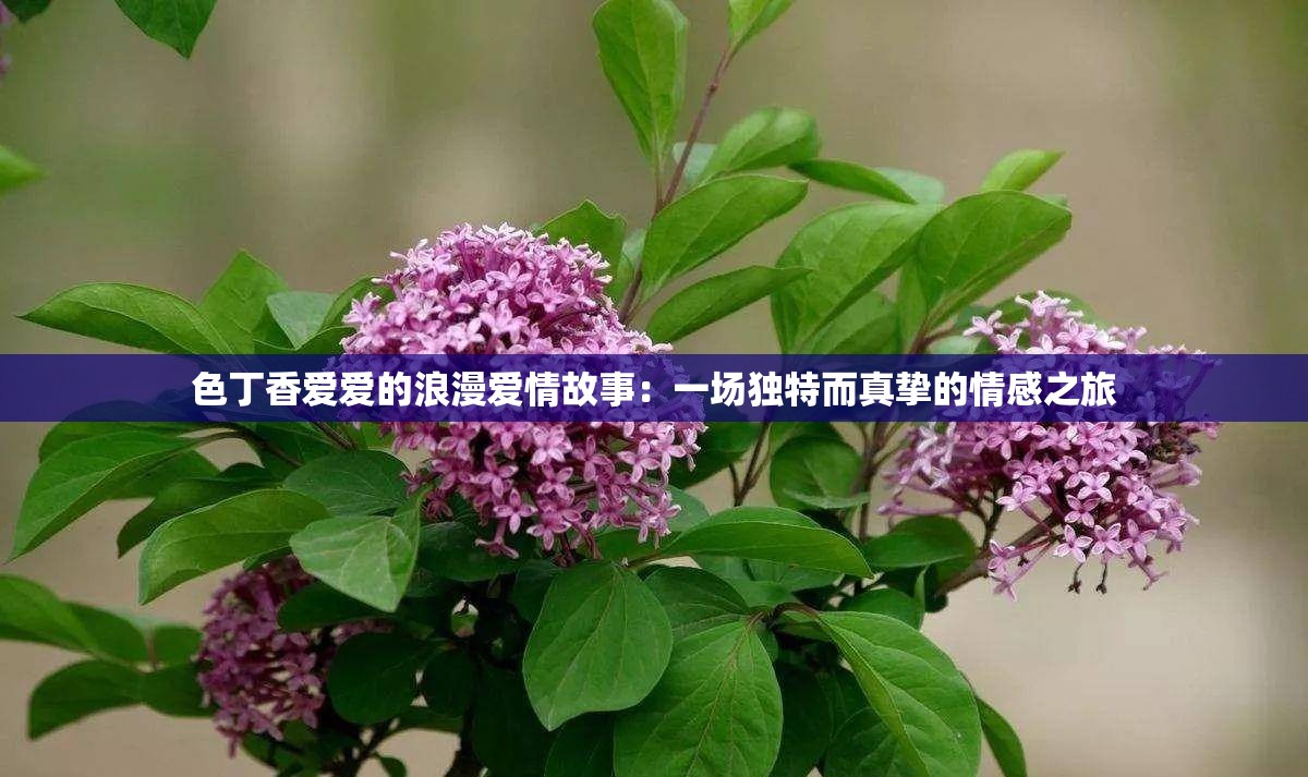 色丁香爱爱的浪漫爱情故事：一场独特而真挚的情感之旅