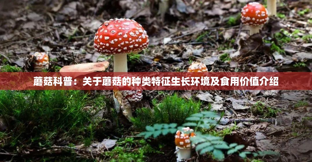 蘑菇科普：关于蘑菇的种类特征生长环境及食用价值介绍