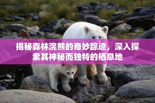 揭秘森林浣熊的奇妙踪迹，深入探索其神秘而独特的栖息地