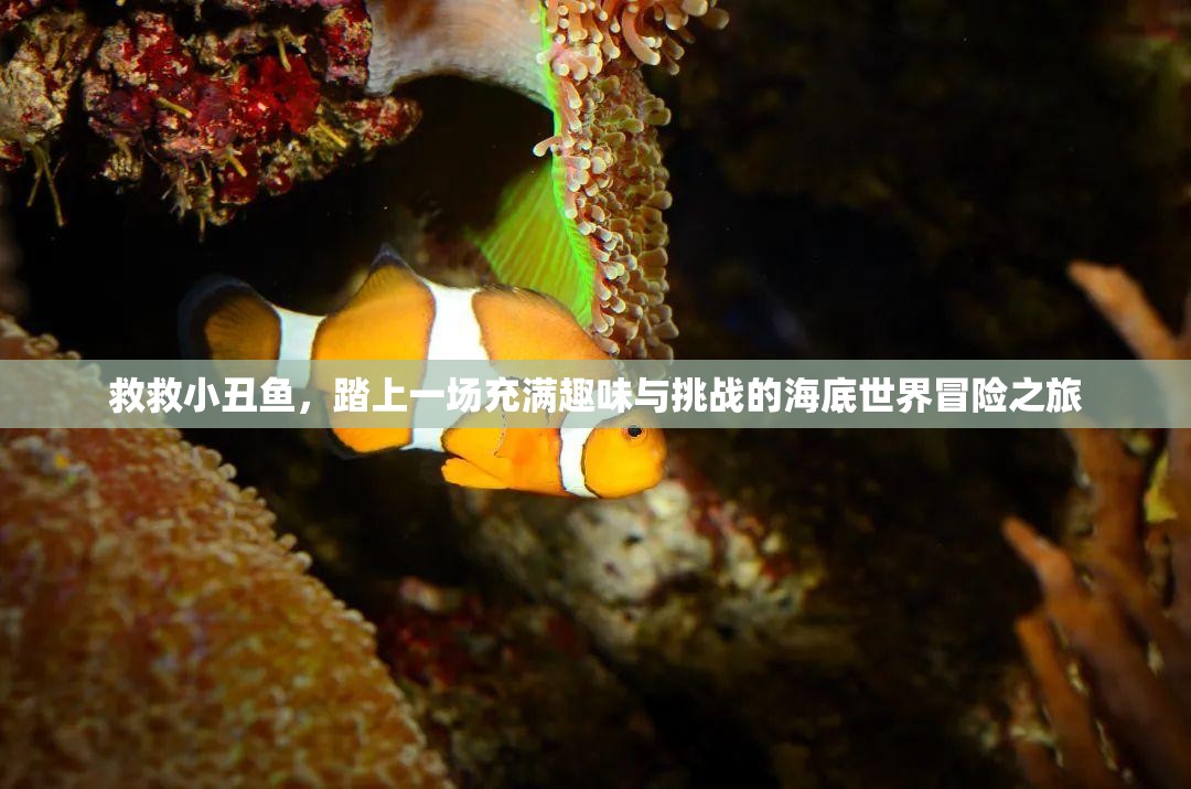 救救小丑鱼，踏上一场充满趣味与挑战的海底世界冒险之旅