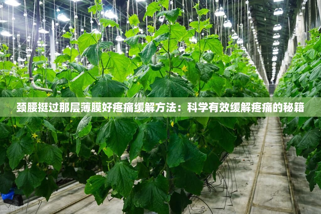 颈腰挺过那层薄膜好疼痛缓解方法：科学有效缓解疼痛的秘籍