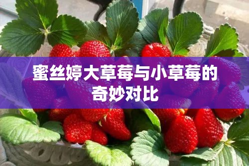 蜜丝婷大草莓与小草莓的奇妙对比