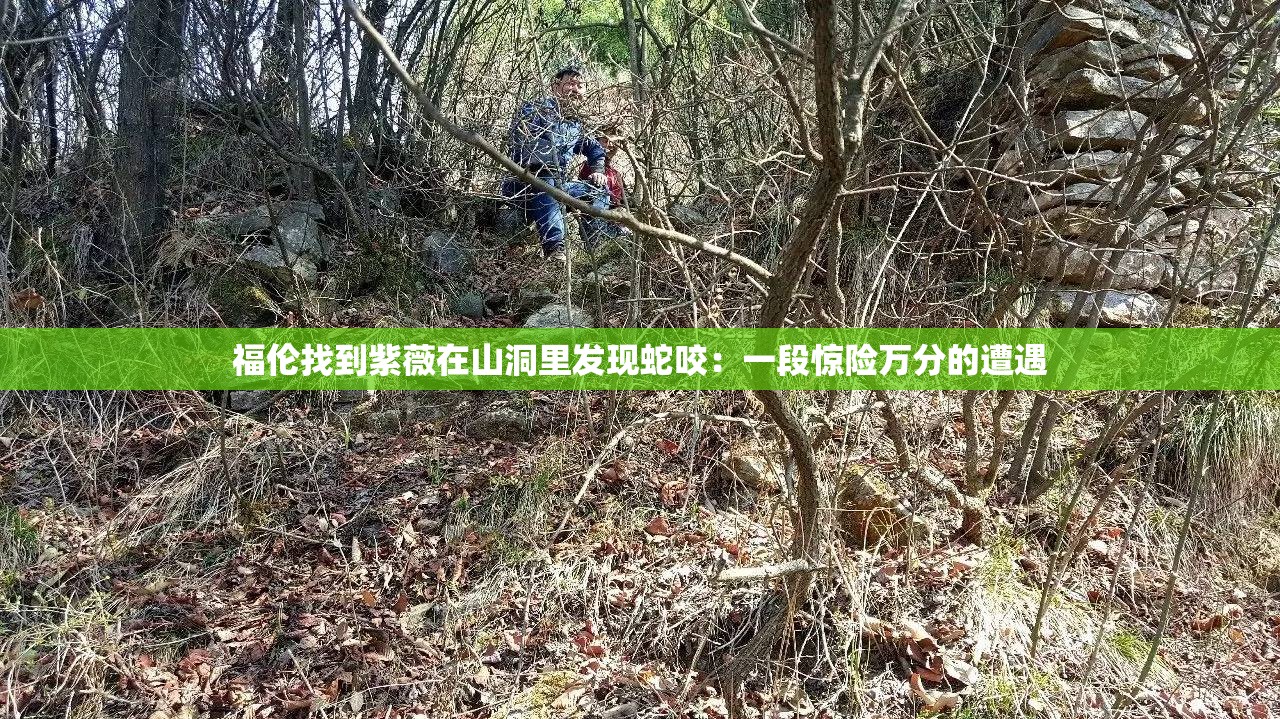 福伦找到紫薇在山洞里发现蛇咬：一段惊险万分的遭遇