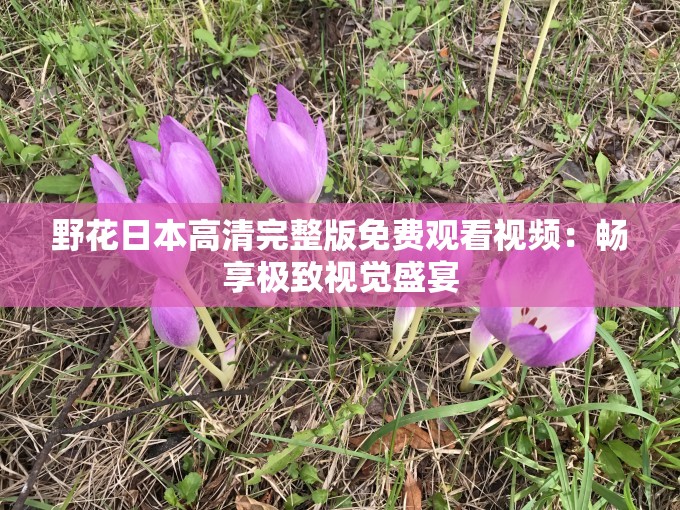 野花日本高清完整版免费观看视频：畅享极致视觉盛宴