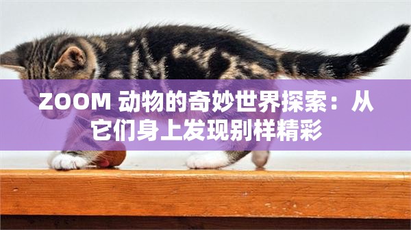 ZOOM 动物的奇妙世界探索：从它们身上发现别样精彩