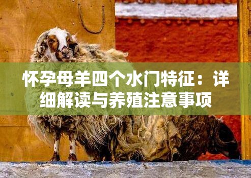 怀孕母羊四个水门特征：详细解读与养殖注意事项