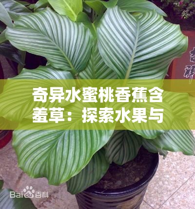 奇异水蜜桃香蕉含羞草：探索水果与植物的奇妙组合