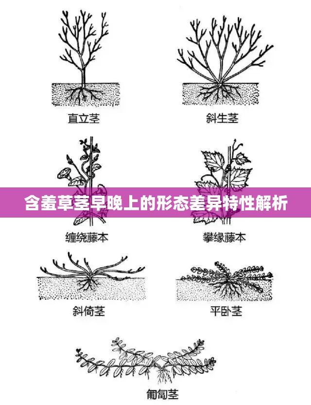 含羞草茎早晚上的形态差异特性解析