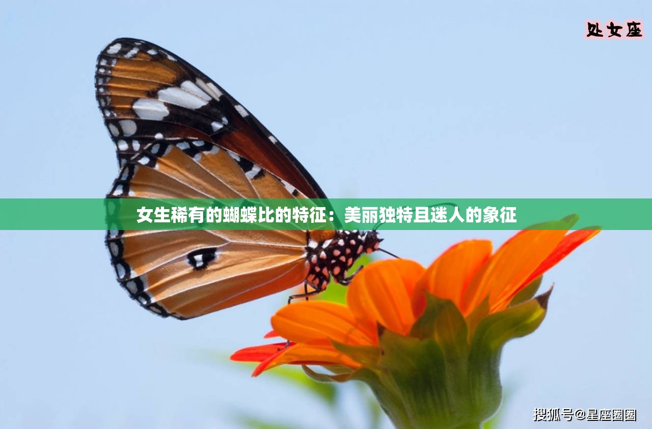 女生稀有的蝴蝶比的特征：美丽独特且迷人的象征