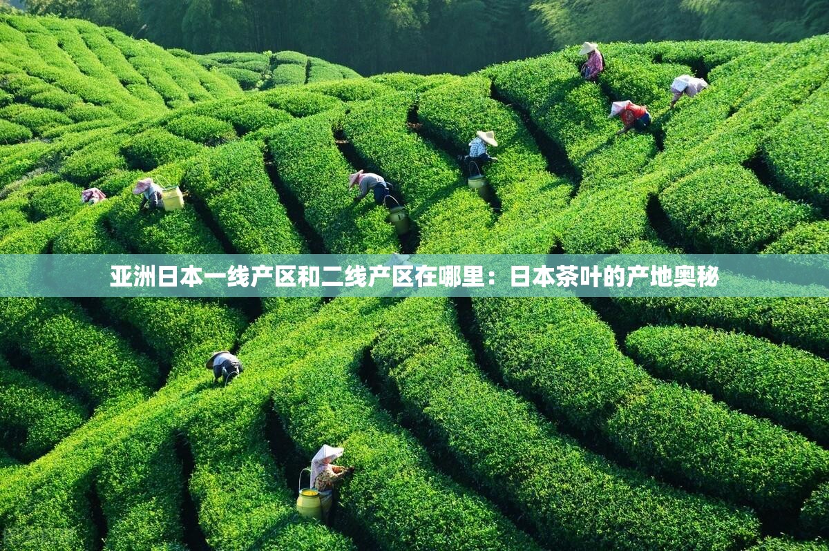 亚洲日本一线产区和二线产区在哪里：日本茶叶的产地奥秘