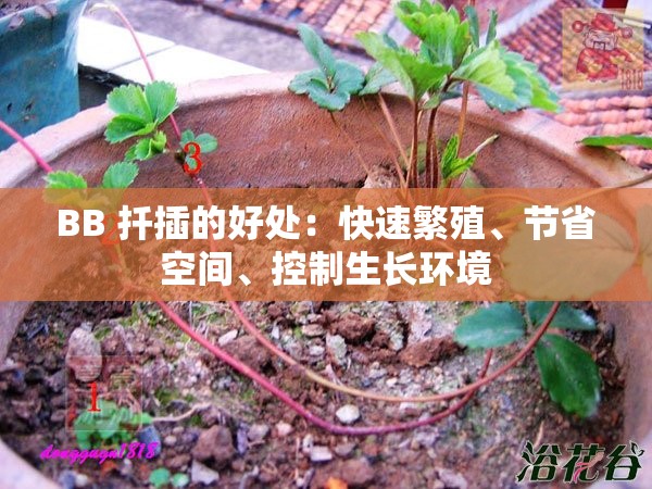 BB 扦插的好处：快速繁殖、节省空间、控制生长环境