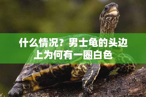 什么情况？男士龟的头边上为何有一圈白色