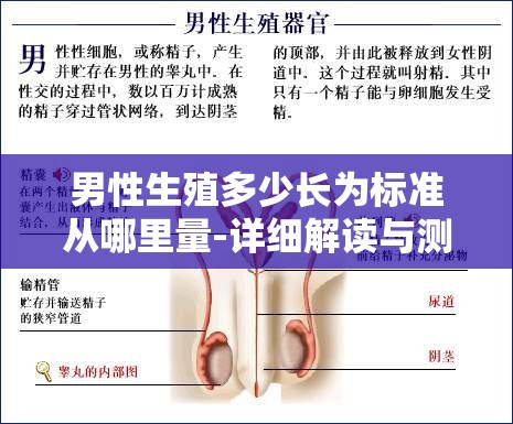 男性生殖多少长为标准从哪里量-详细解读与测量方法介绍