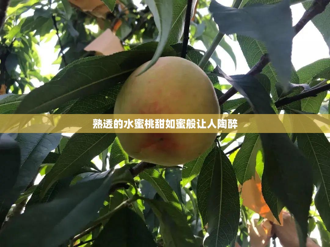 熟透的水蜜桃甜如蜜般让人陶醉