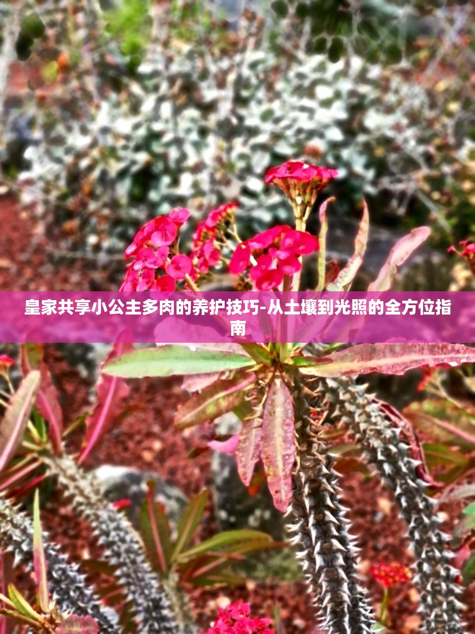 皇家共享小公主多肉的养护技巧-从土壤到光照的全方位指南