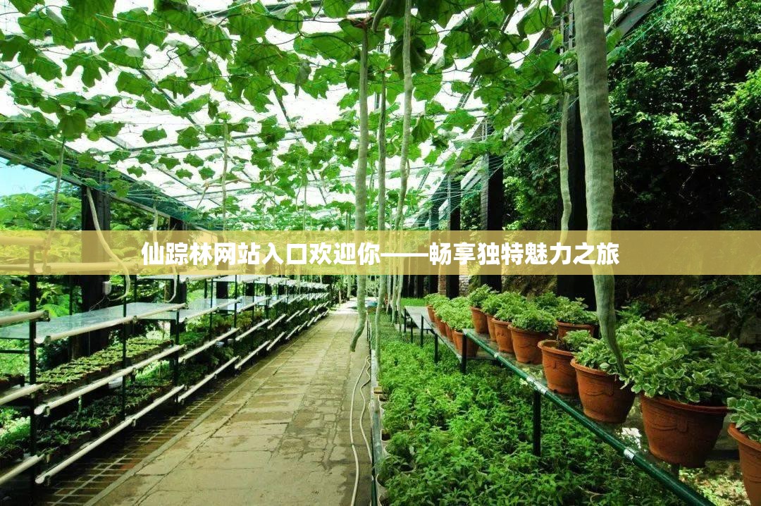 仙踪林网站入口欢迎你——畅享独特魅力之旅