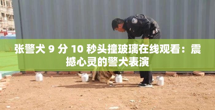 张警犬 9 分 10 秒头撞玻璃在线观看：震撼心灵的警犬表演