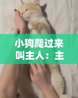 小狗爬过来叫主人：主人快陪我一起玩耍呀