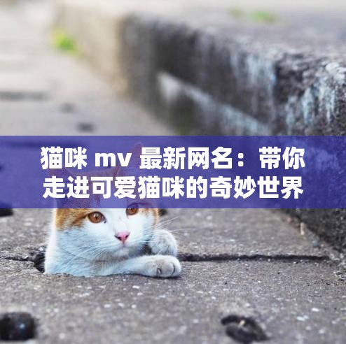 猫咪 mv 最新网名：带你走进可爱猫咪的奇妙世界