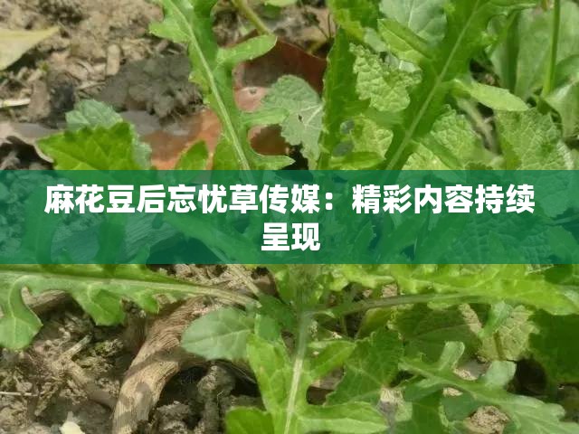 麻花豆后忘忧草传媒：精彩内容持续呈现