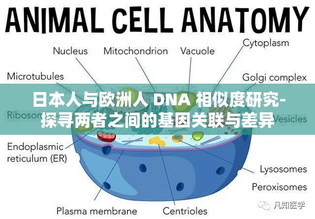 日本人与欧洲人 DNA 相似度研究-探寻两者之间的基因关联与差异