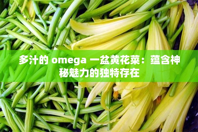 多汁的 omega 一盆黄花菜：蕴含神秘魅力的独特存在