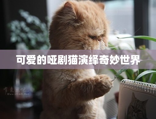 可爱的哑剧猫演绎奇妙世界