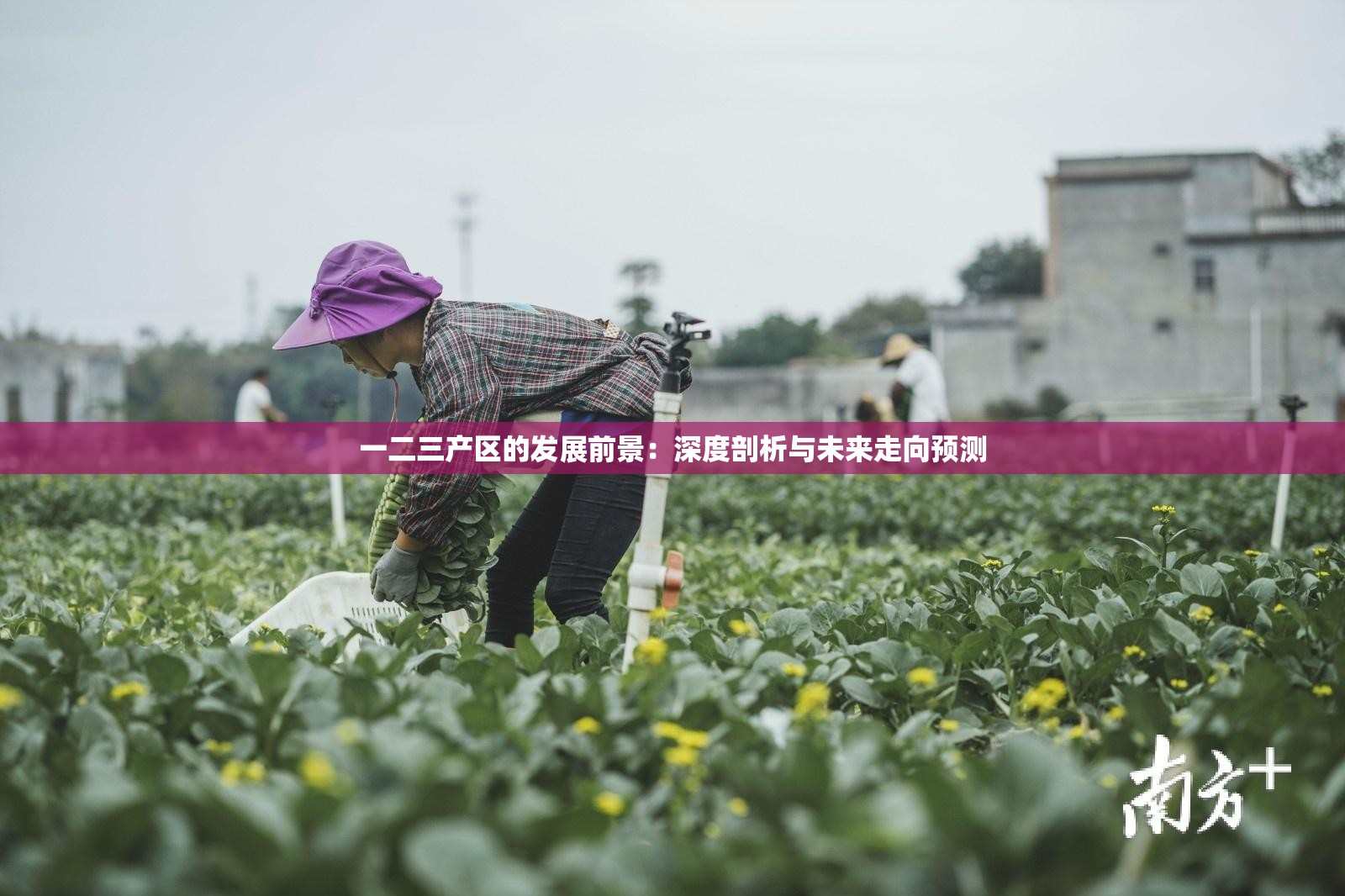 一二三产区的发展前景：深度剖析与未来走向预测