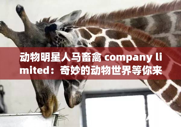 动物明星人马畜禽 company limited：奇妙的动物世界等你来探索