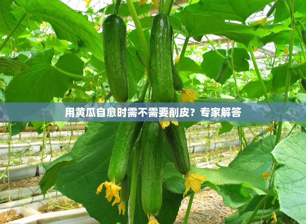用黄瓜自愈时需不需要削皮？专家解答