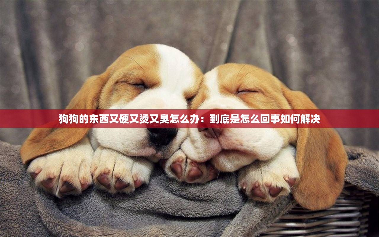 狗狗的东西又硬又烫又臭怎么办：到底是怎么回事如何解决