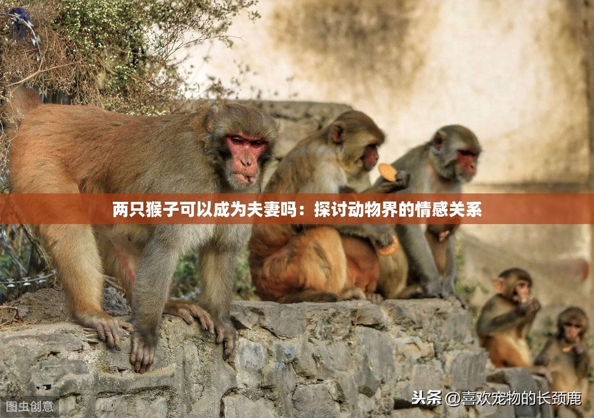 两只猴子可以成为夫妻吗：探讨动物界的情感关系
