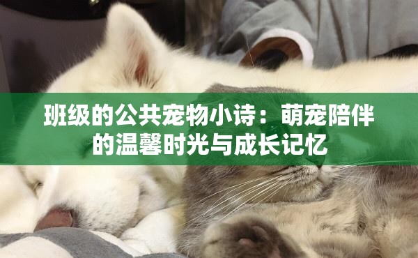 班级的公共宠物小诗：萌宠陪伴的温馨时光与成长记忆