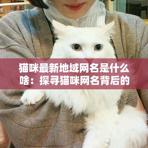 猫咪最新地域网名是什么啥：探寻猫咪网名背后的地域特色