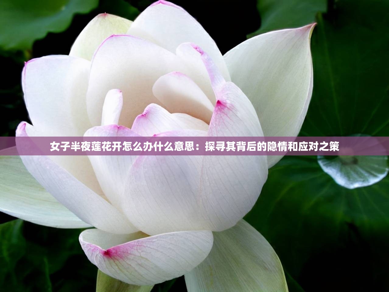 女子半夜莲花开怎么办什么意思：探寻其背后的隐情和应对之策