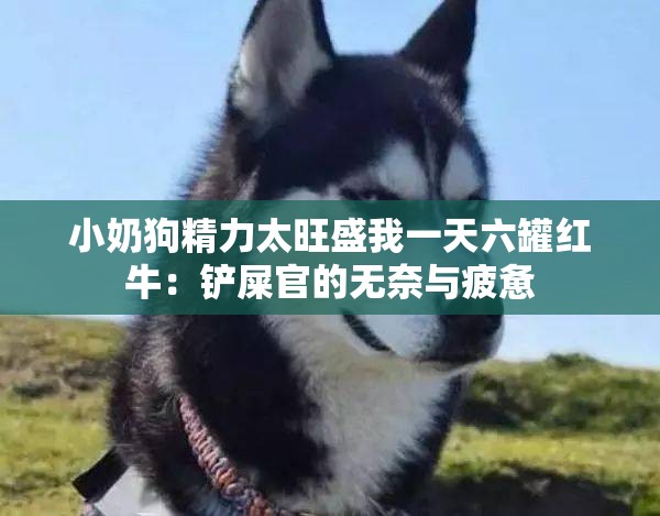 小奶狗精力太旺盛我一天六罐红牛：铲屎官的无奈与疲惫