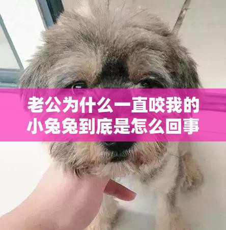 老公为什么一直咬我的小兔兔到底是怎么回事呢