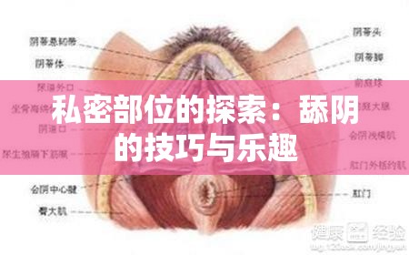 私密部位的探索：舔阴的技巧与乐趣