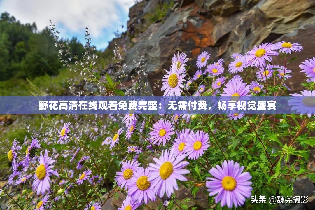 野花高清在线观看免费完整：无需付费，畅享视觉盛宴