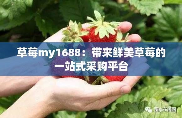 草莓my1688：带来鲜美草莓的一站式采购平台