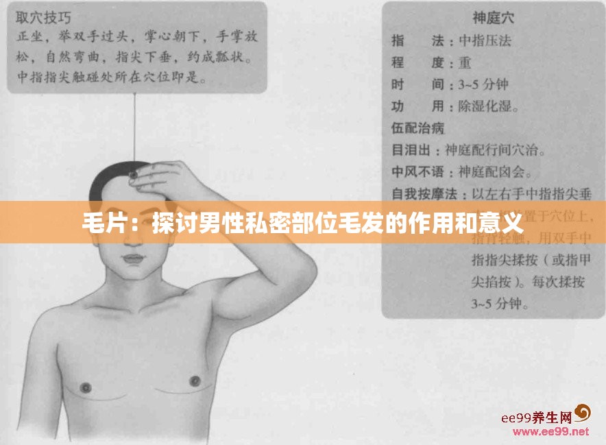 毛片：探讨男性私密部位毛发的作用和意义