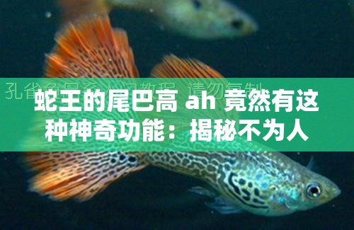 蛇王的尾巴高 ah 竟然有这种神奇功能：揭秘不为人知的秘密