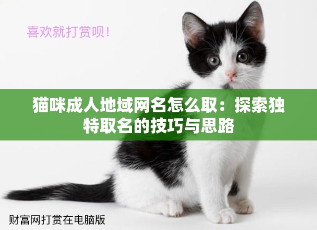 猫咪成人地域网名怎么取：探索独特取名的技巧与思路